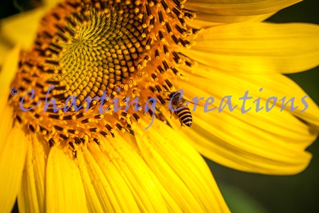 Honeybee Sunflower